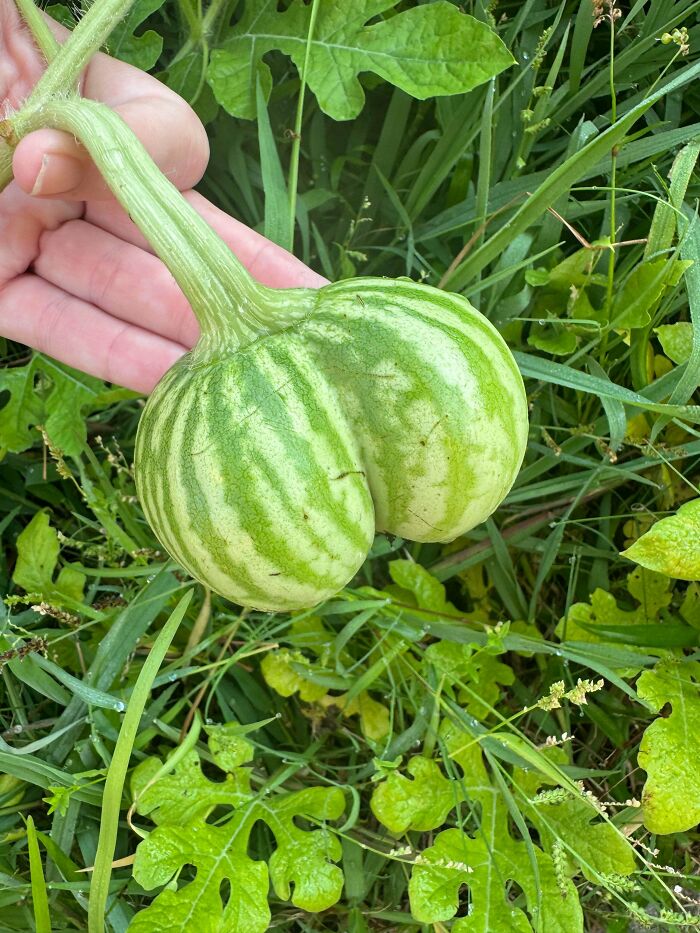 Green striped double bulb fruit resembling an unusual freaky plant