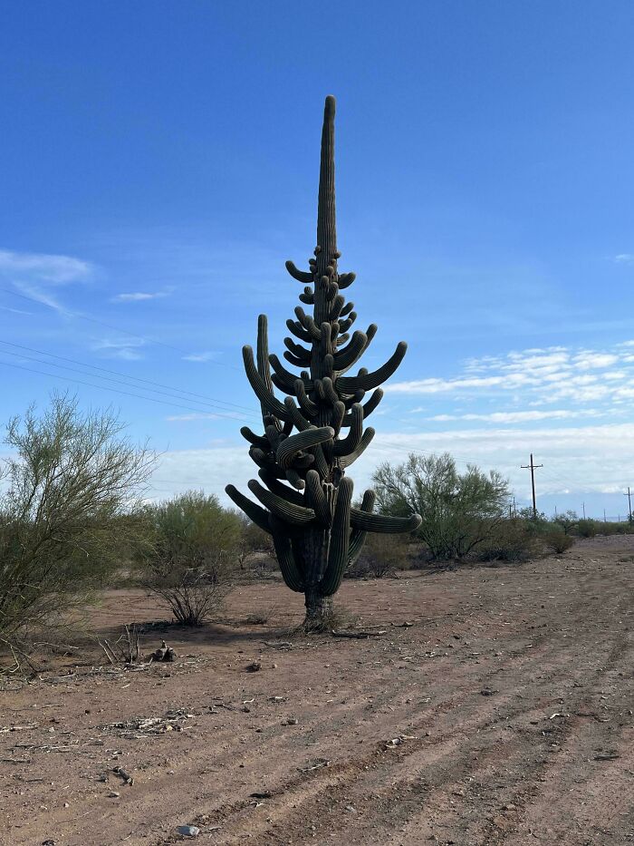 Uncommon tall cactus with multiple arms in desert landscape