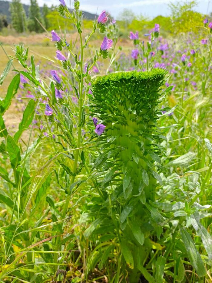 Unique green spiky abnormal plant surrounded by purple wildflowers