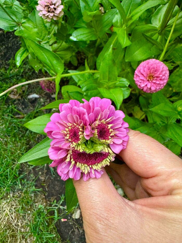 Pink freaky flower resembling a smiley face held by hand among green leaves