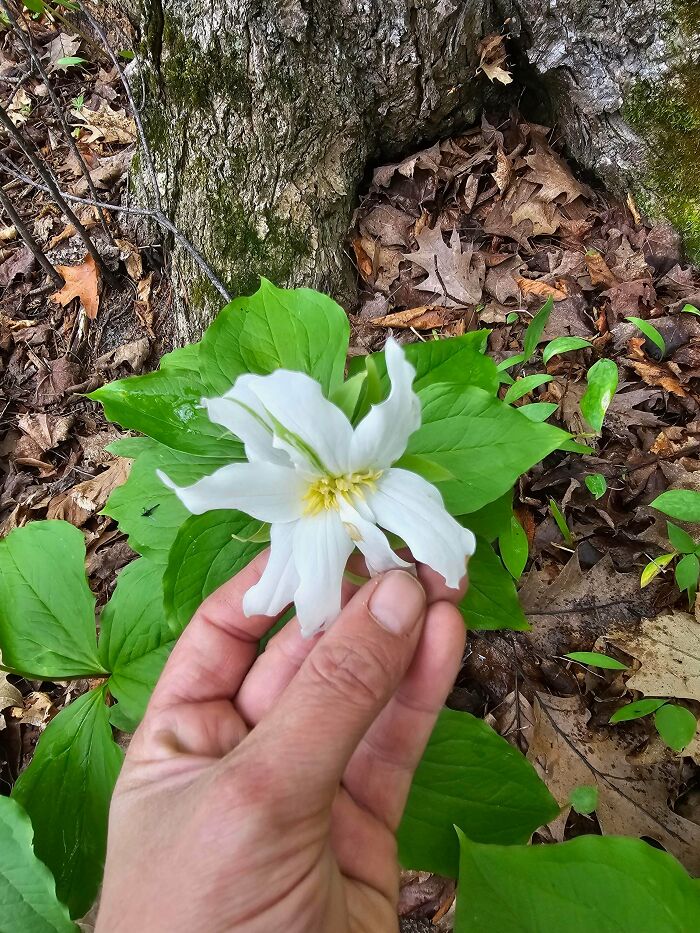 Hand holding rare white flower growing near tree trunk with green leaves