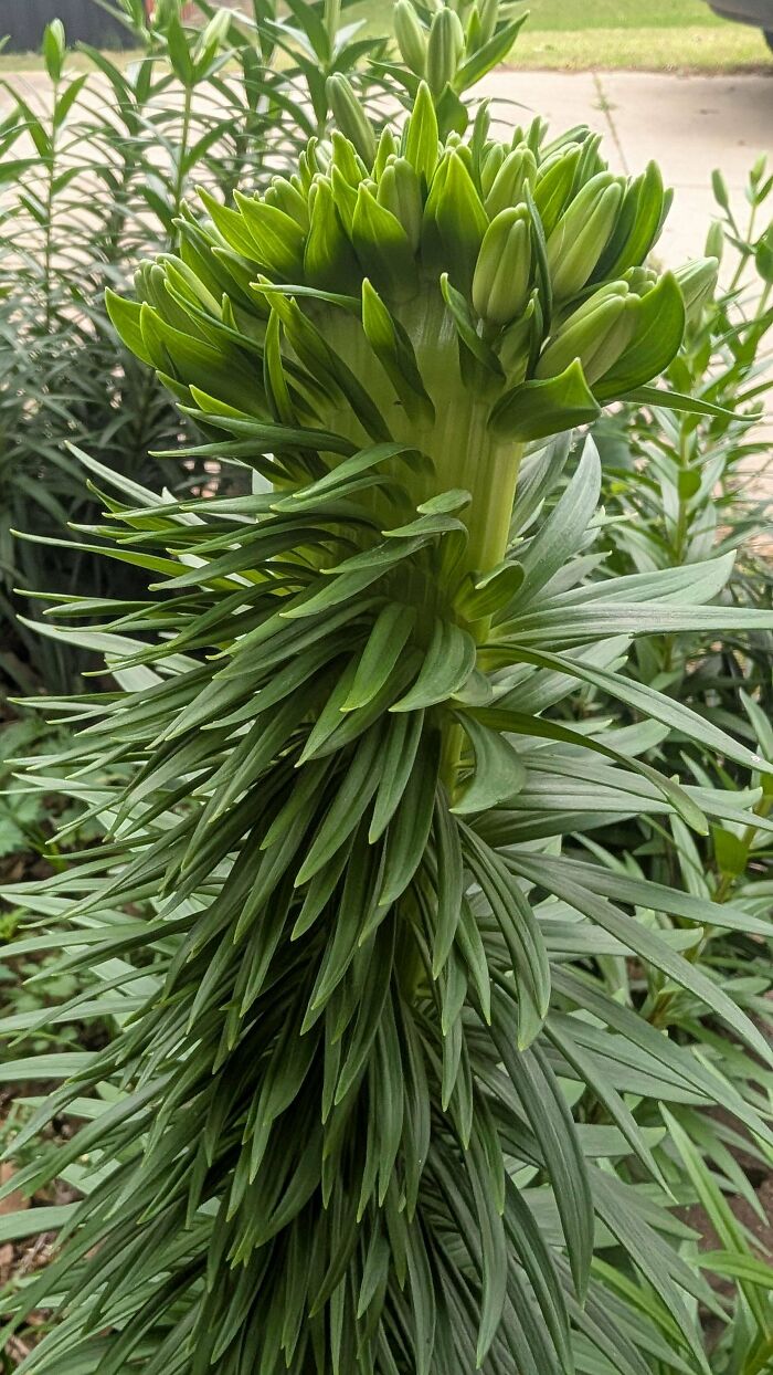 Uncommon green plant with layered, spiky leaves and unopened buds
