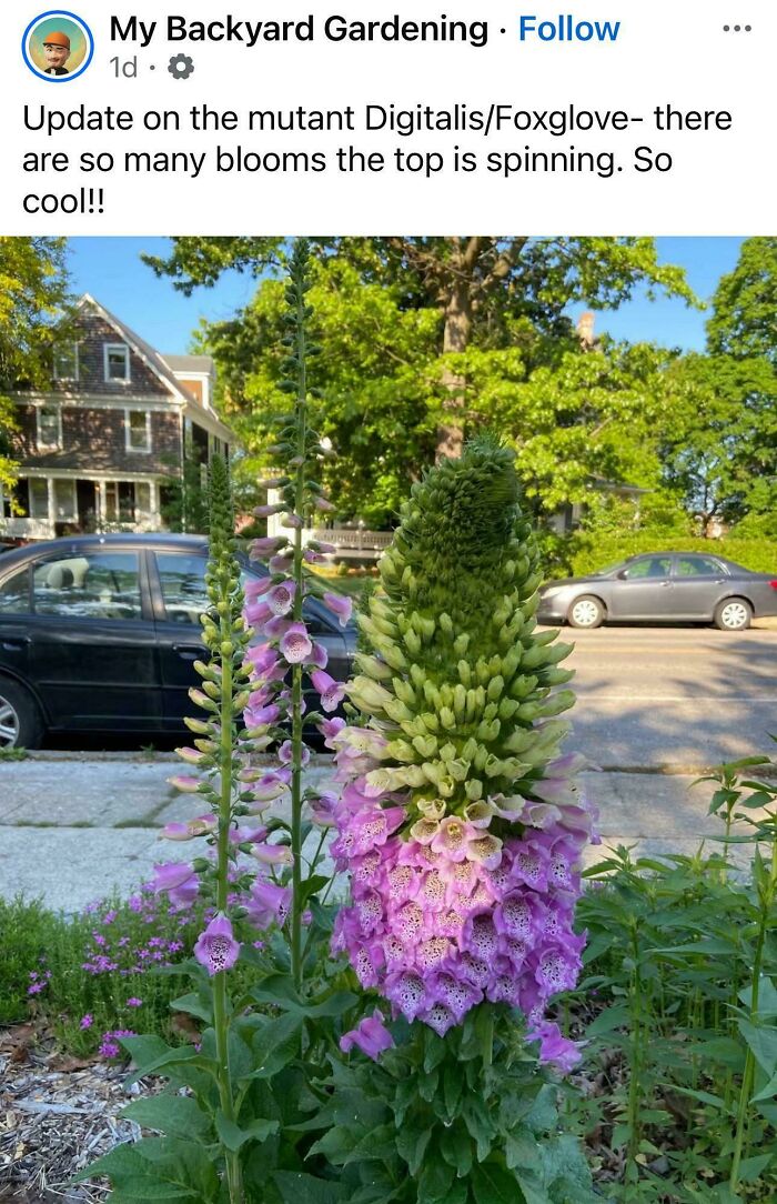 Mutant Digitalis Foxglove plant with dense blooms in suburban yard