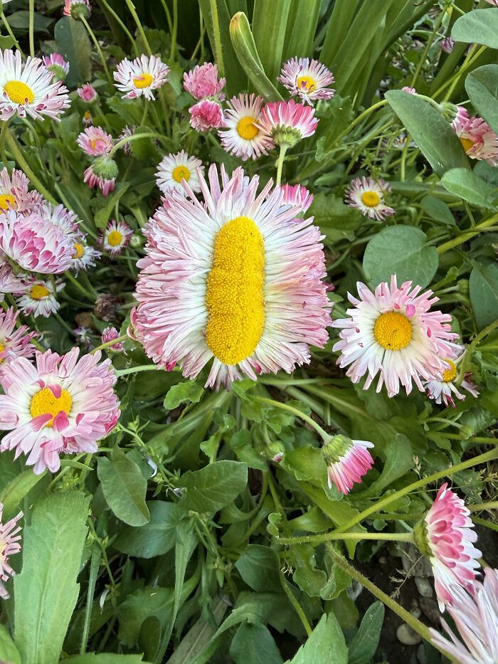 Mutated flower with unusual yellow center and pink petals in garden