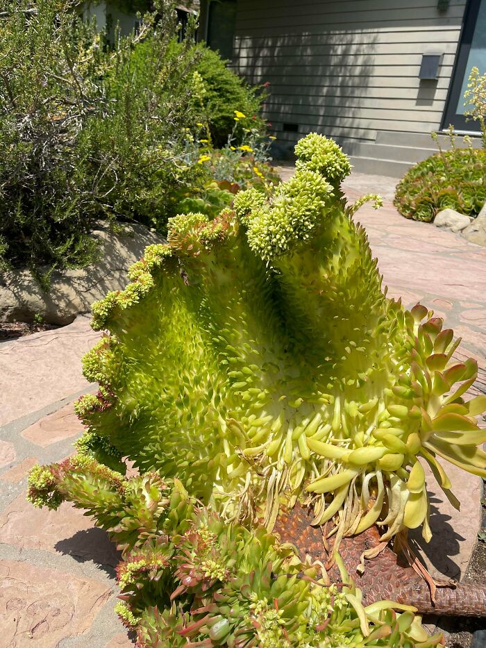 Freaky succulent plant with dense clustered green leaves near house
