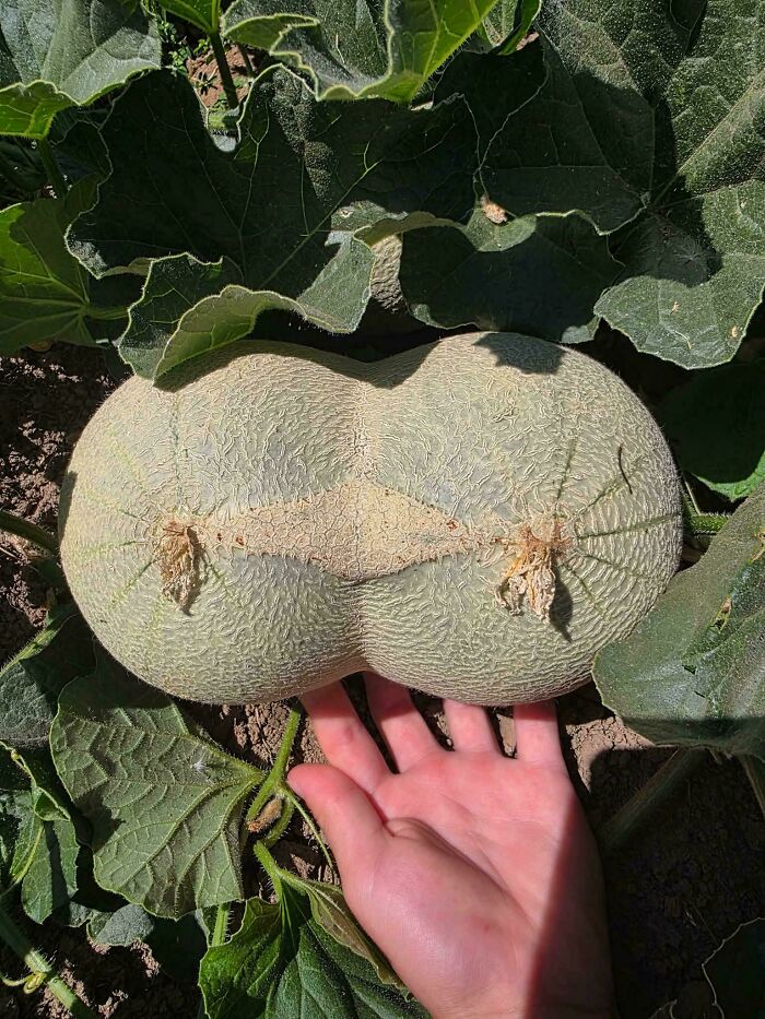 Unusually shaped cantaloupe growing in garden with hand beside it