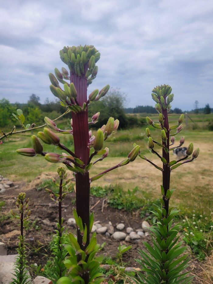 Unusual tall plant with purple stems and green buds in garden