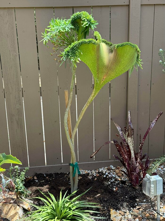 Unusual tall green plant with curled leaves growing in garden bed