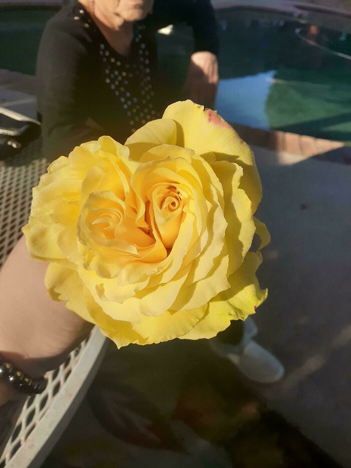 Hand holding vibrant yellow rose with blurred background