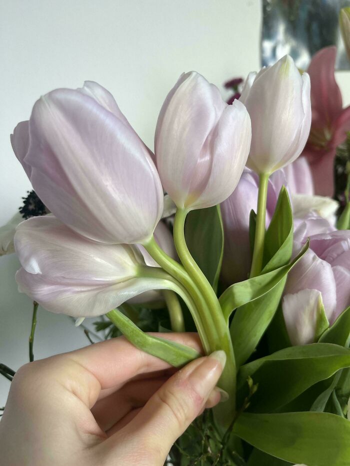Close-up of pale purple tulips with green stems and leaves held in hand