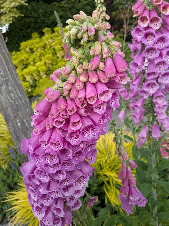 Cluster of pink foxglove flowers growing in a garden setting