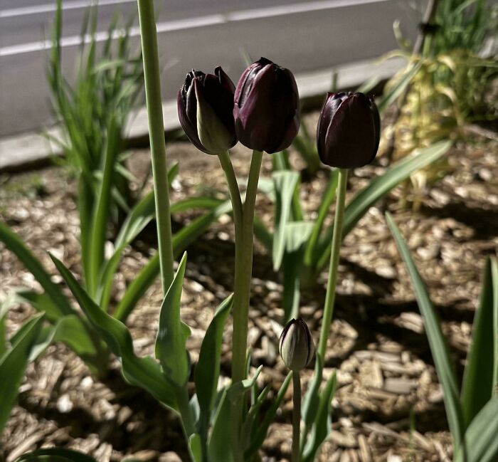 Dark purple tulips growing outdoors with green leaves and mulch