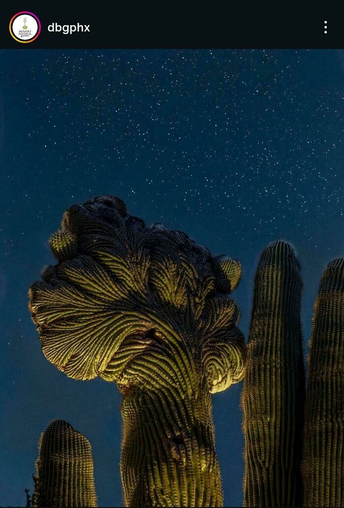 Crested saguaro cactus illuminated under starry night sky