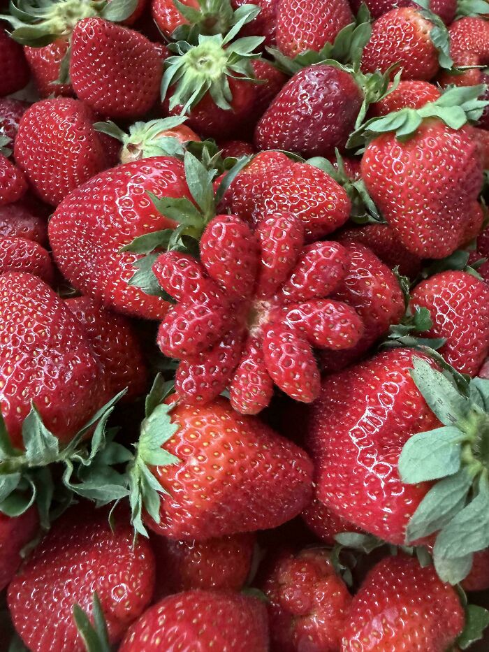 Cluster of red strawberries with one multi-lobed unusual strawberry