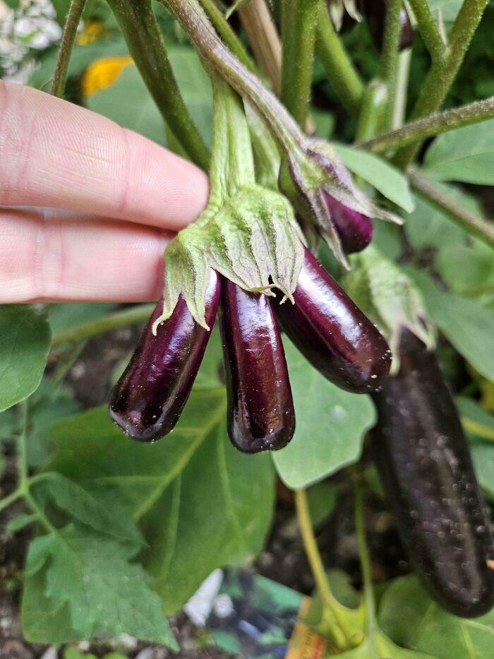 Hand holding small slender purple eggplants on green plant