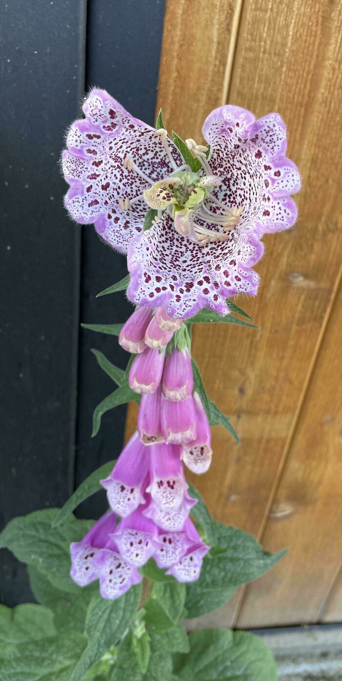 Close up of purple spotted foxglove flowers with bell-shaped blooms