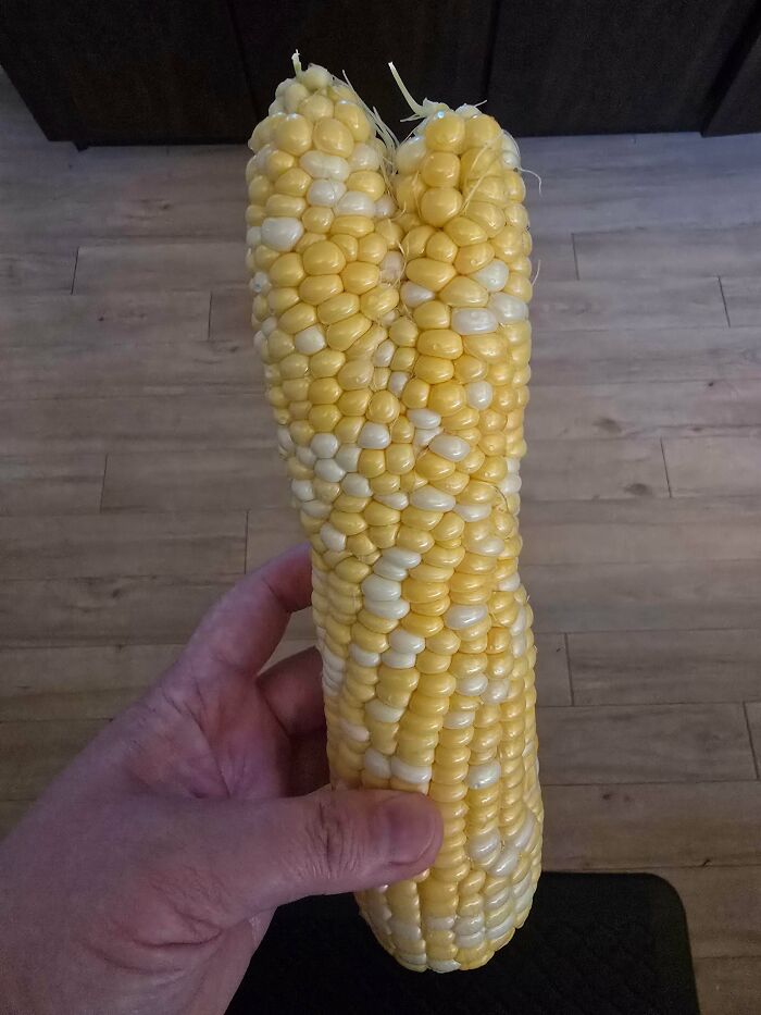 Unusual corn cob with irregular alternating yellow and white kernels