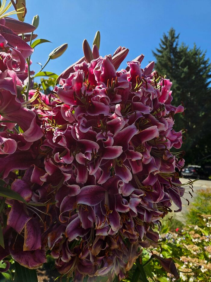 Large dense cluster of purple lilies glowing under bright sunlight