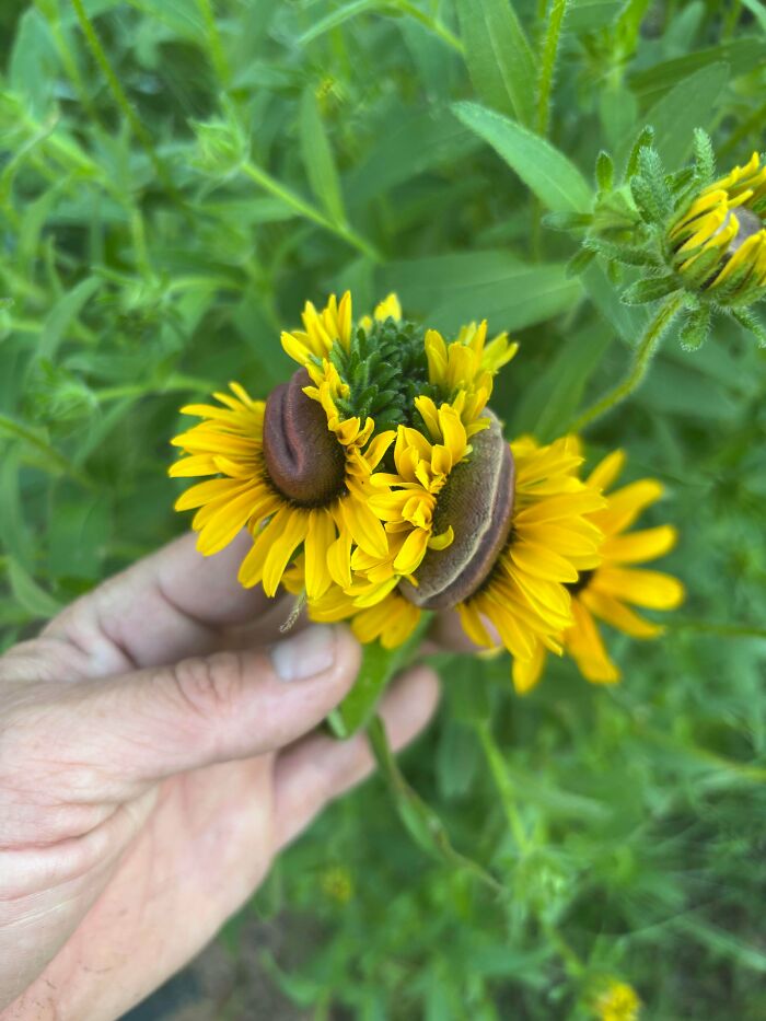 Uncommon plant with multiple yellow flower heads fused together