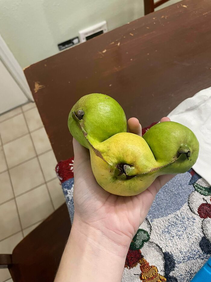 Freaky plant showing three connected green and yellow pears in unusual shape