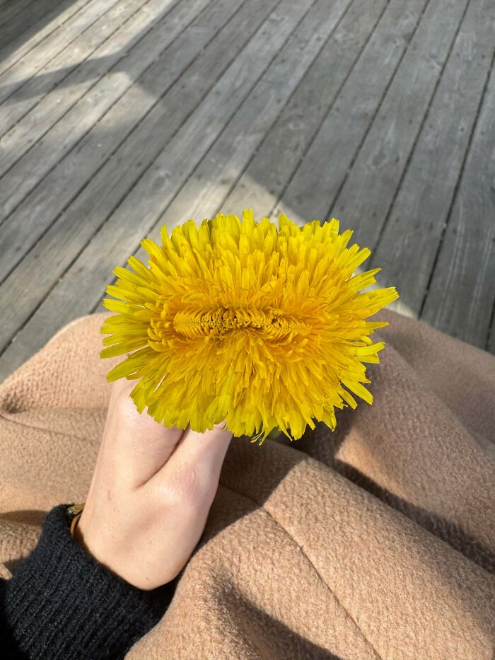 Close-up of yellow dandelion flower with unusual double center