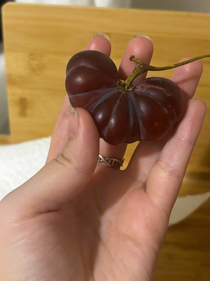 Unusually shaped dark purple fruit held in hand indoors