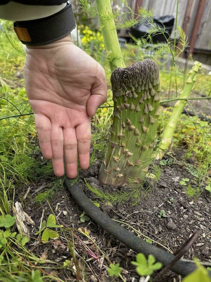 Large green stalk plant with textured growth next to hand