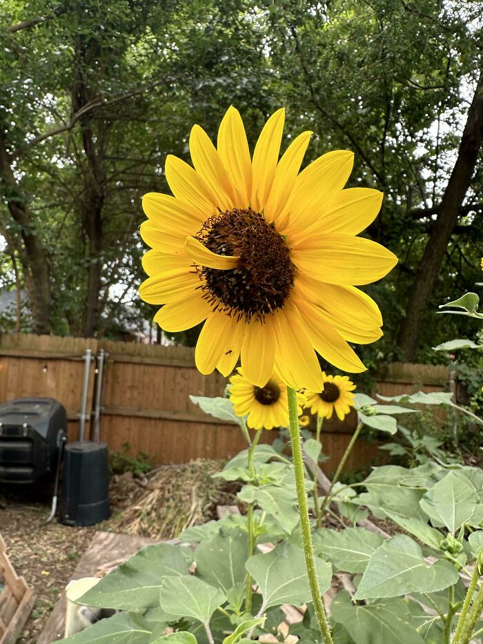 Sunflower with distorted center petal in backyard garden