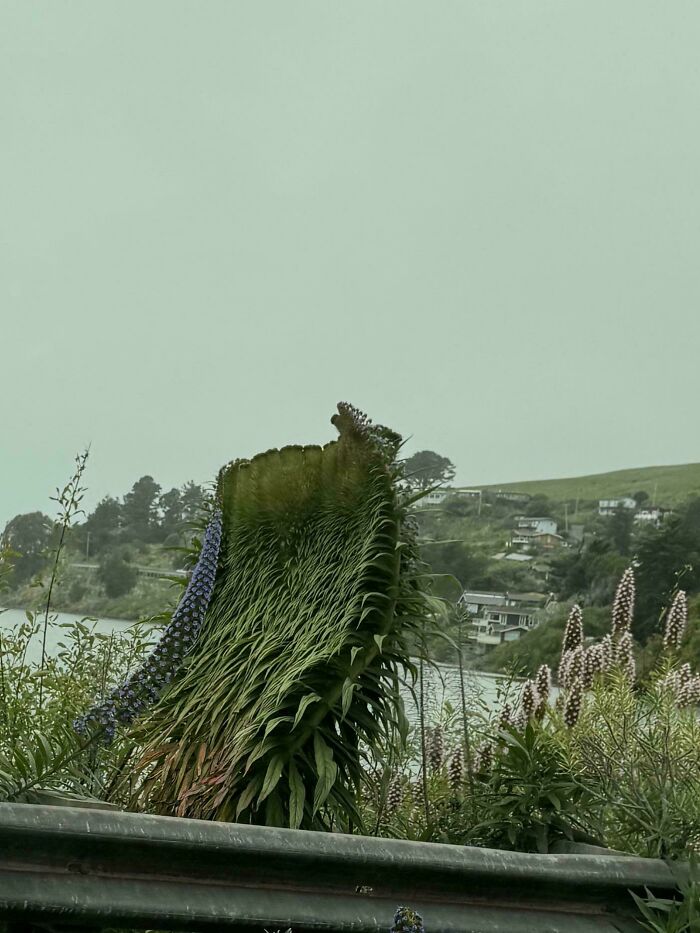 Freaky plant with thick spiky leaves growing by lakeside nature scene