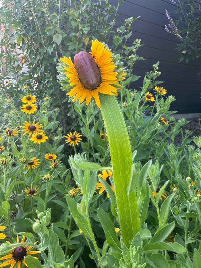 Flower with a distorted sunflower head among other yellow flowers