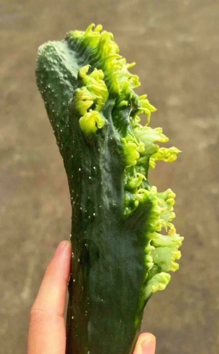 Hand holding a cucumber with unusual leafy growth along its side