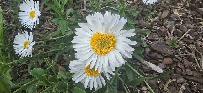 Daisy flower with heart-shaped yellow center in garden soil