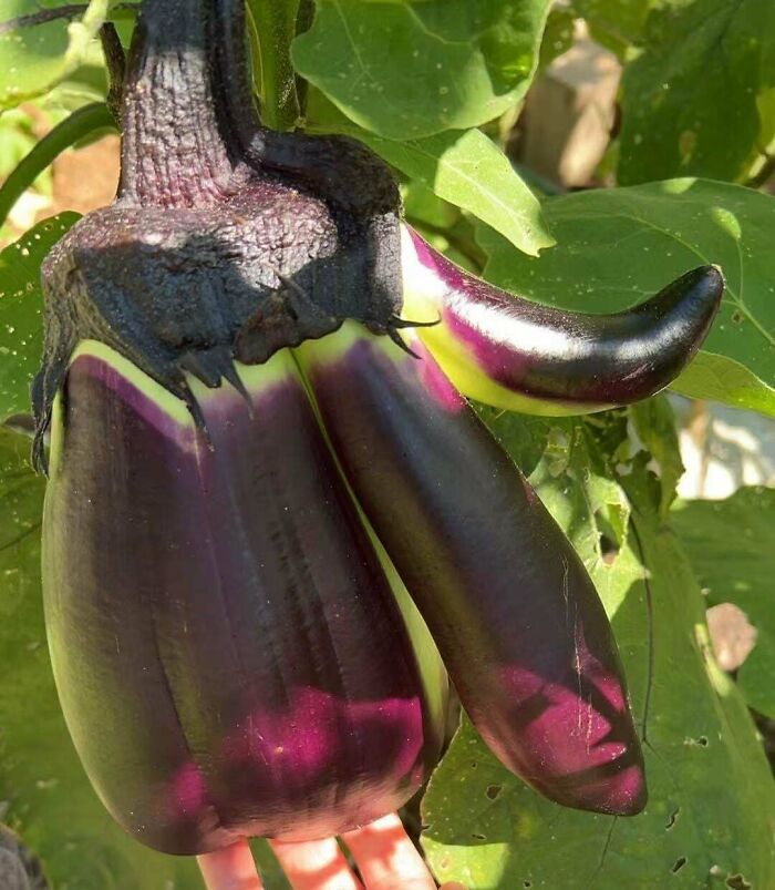 Uncommon eggplant variety with horn-like protrusions on the plant