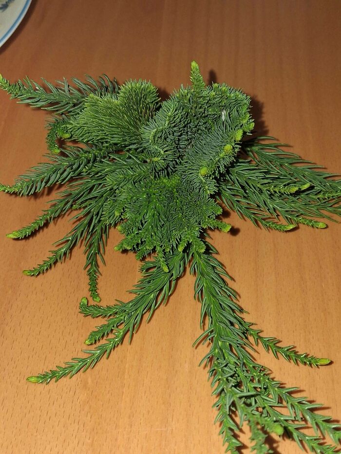 Unusual green plant with weird textured and spiky growth