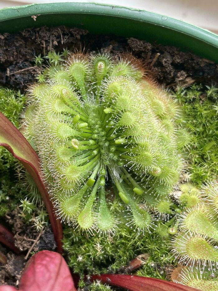 Close-up of a freaky plant with sticky hairs in a green pot
