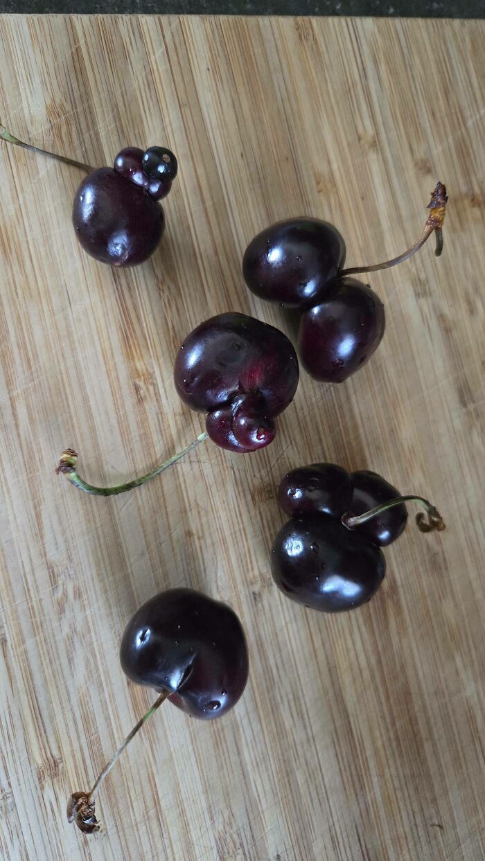 Freaky plants show cherries with unusual round growths on wooden surface