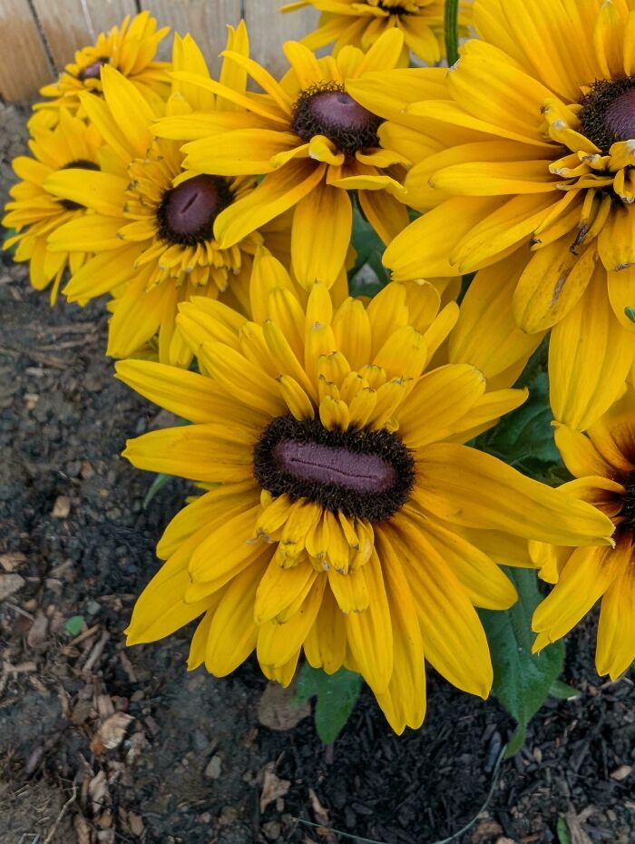 Yellow flowers with abnormal dark center formations