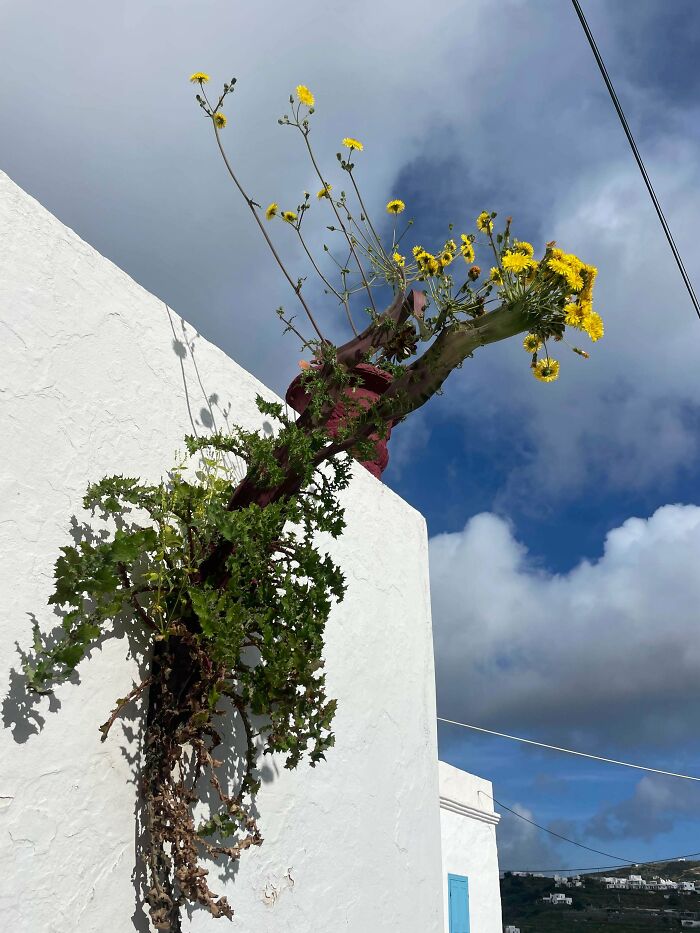 Weird plant growing from a white building with yellow flowers