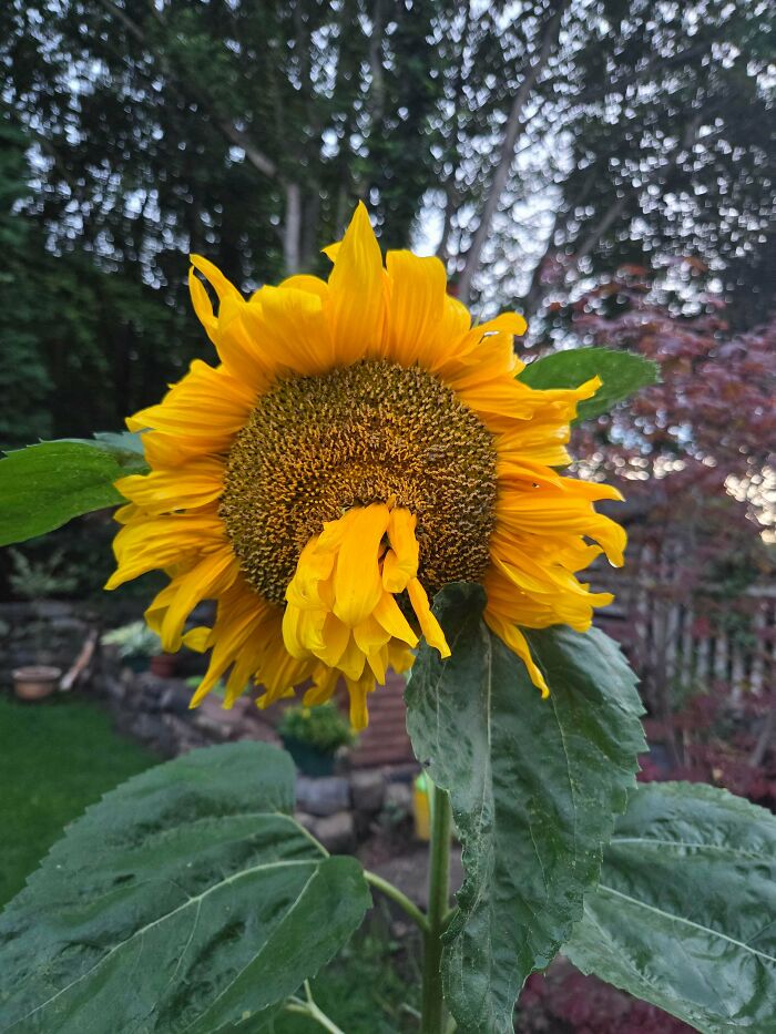 Sunflower with deformed petals in a garden setting