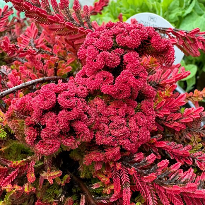 Red freaky plants with unusual curled growth patterns