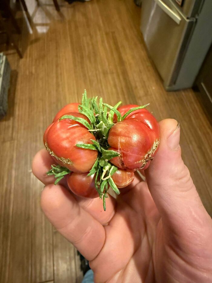 Hand holding a uniquely shaped red freaky tomato with multiple fused sections