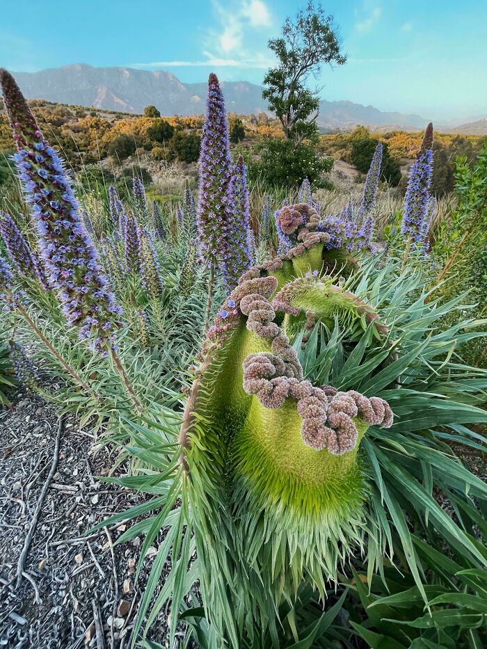Freaky plants with unusual curled petals and spikes in natural outdoor setting