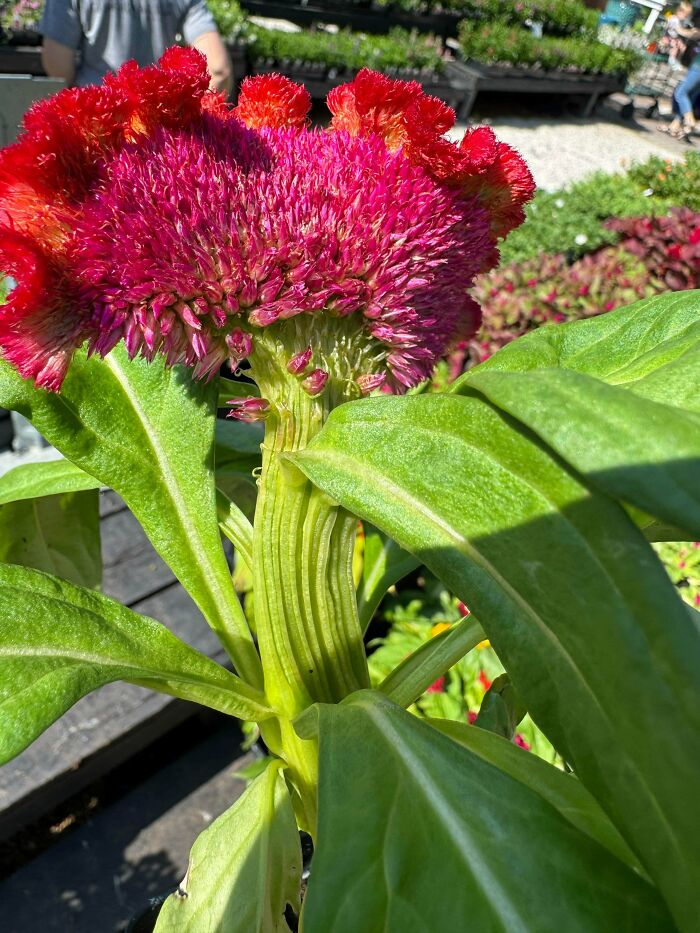 Vibrant red and pink freaky plant with textured fluffy top and green leaves