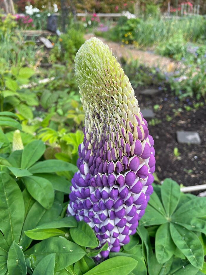 Close-up of purple and white freaky plant bud with dense overlapping scales