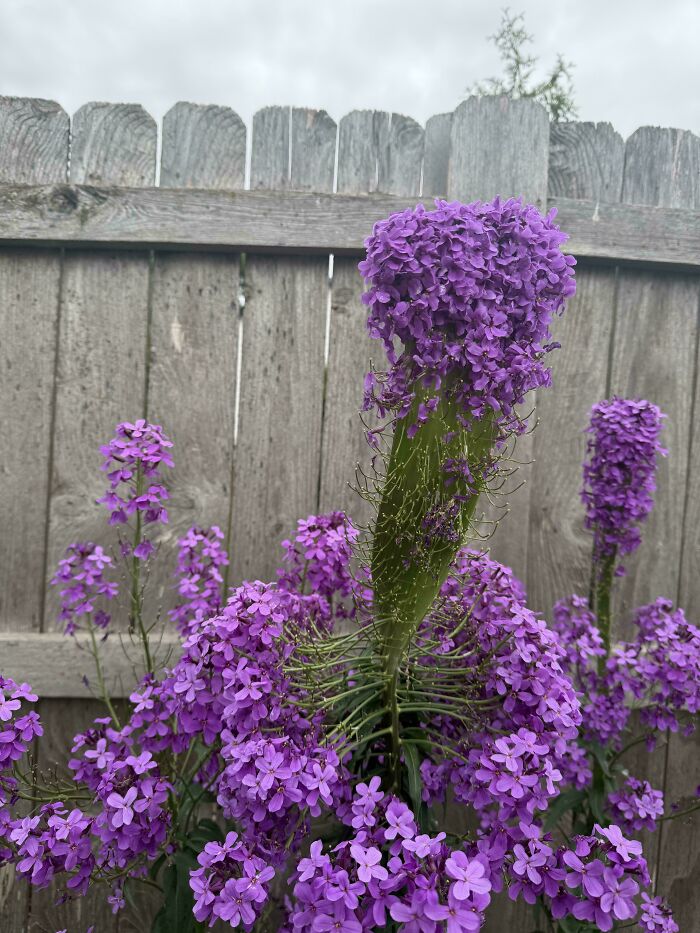 Purple flower spike surrounded by smaller purple blooms near wooden fence