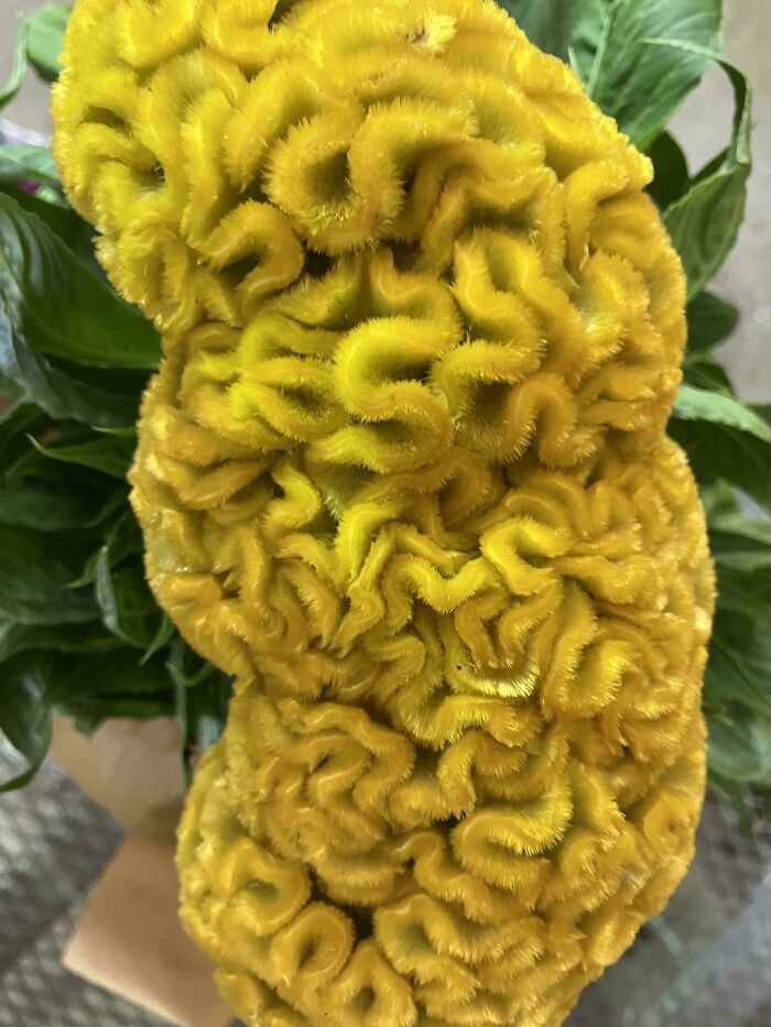 Close-up of yellow brain-shaped fuzzy flower plant