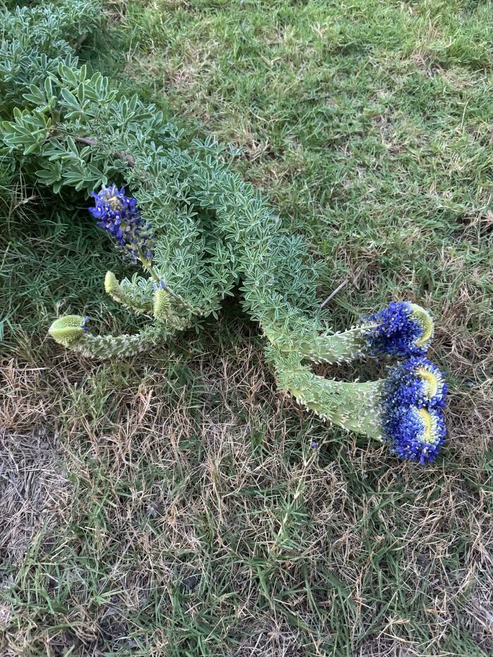 Green plant with fuzzy blue flower clusters on grass
