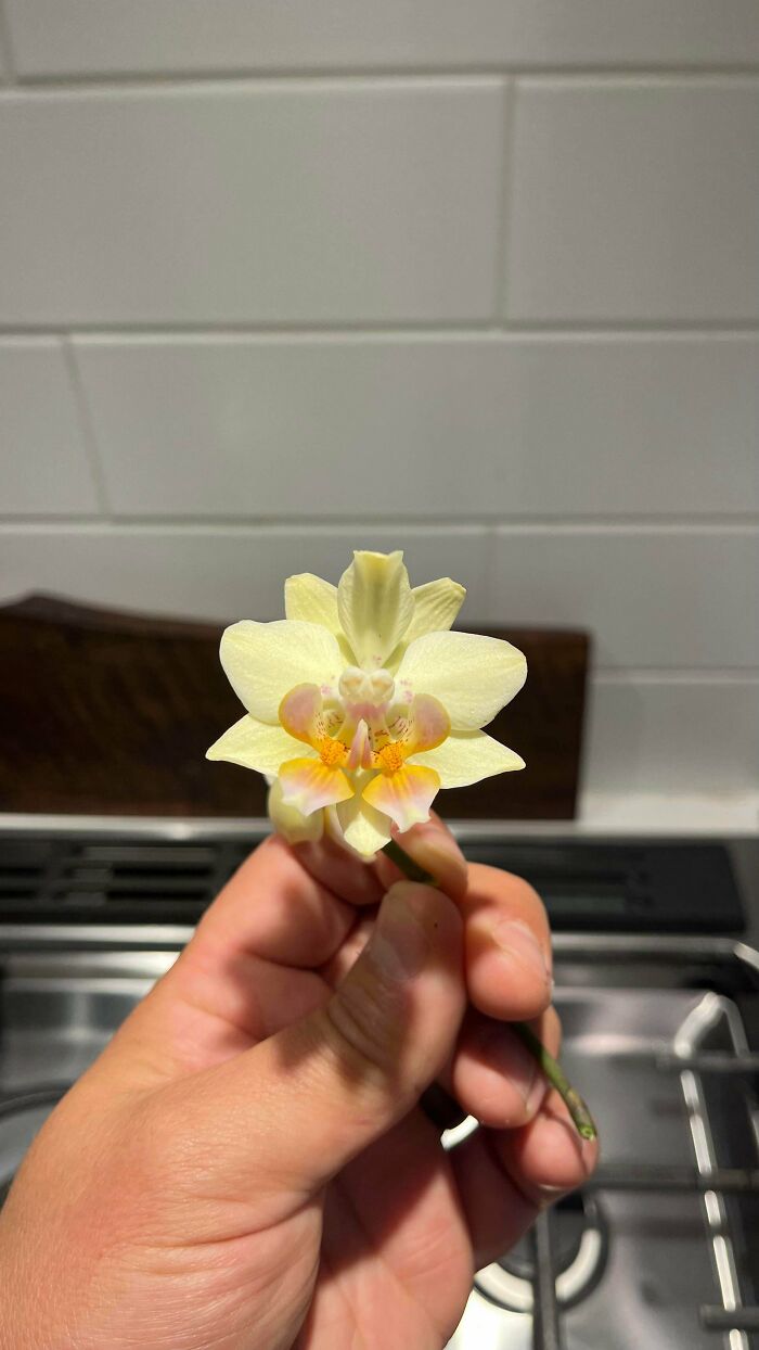 Yellow and pink orchid flower held by hand indoors