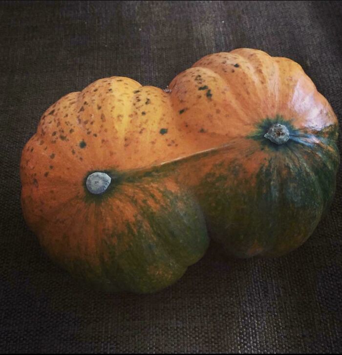 Oddly shaped orange and green pumpkin with dual stems on dark fabric
