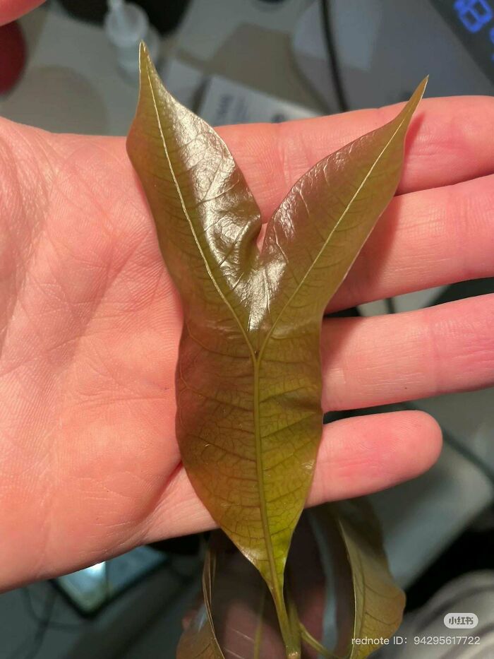 Glossy leaf with unusual split shape resting on open hand